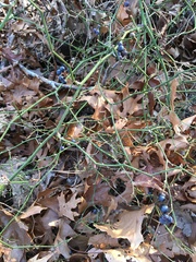 Smilax rotundifolia