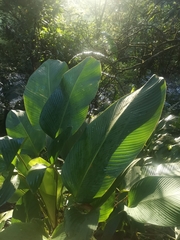 Calathea lutea