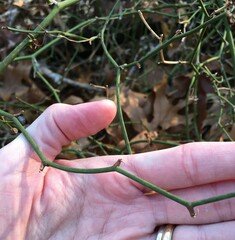 Smilax rotundifolia