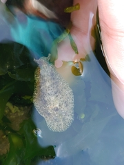 Dolabrifera dolabrifera