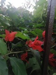 Bougainvillea spectabilis