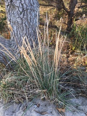 Ammophila breviligulata