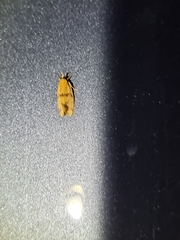 Stathmopoda auriferella