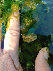 Dolabrifera dolabrifera