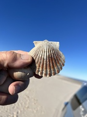 Argopecten irradians