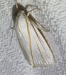 Cryptophasa flavolineata