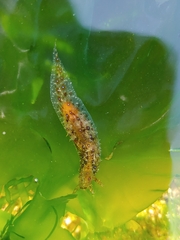 Stylocheilus striatus