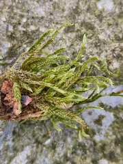 Brachythecium albicans