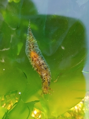 Stylocheilus striatus