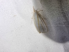 Cryptophasa flavolineata