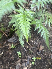 Asplenium adiantum-nigrum image