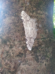 Thysania agrippina