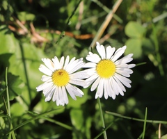 Bellis perennis