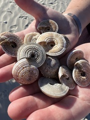 Architectonica nobilis