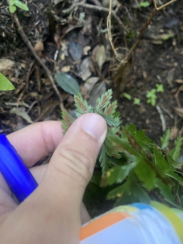 Asplenium adiantum-nigrum image