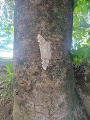 Thysania agrippina