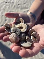 Architectonica nobilis