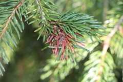 Adelges abietis