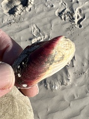 Modiolus americanus
