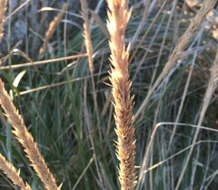 Ammophila breviligulata