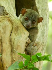 Lepilemur ankaranensis