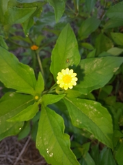 Melampodium divaricatum