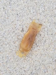 Scyliorhinus canicula