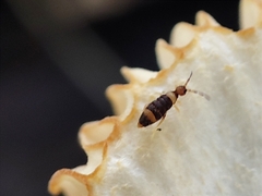 Entomobrya albocincta