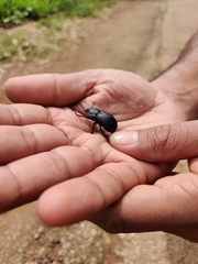 Asiopus minimus