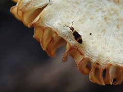 Entomobrya albocincta