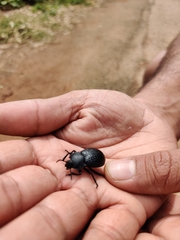 Asiopus minimus