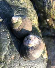 Littorina littorea