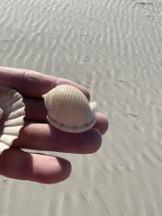 Semicassis granulata