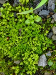 Dichodontium pellucidum