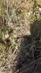 Helichrysum italicum
