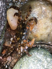 Hemigrapsus sanguineus