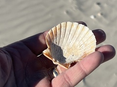 Argopecten irradians