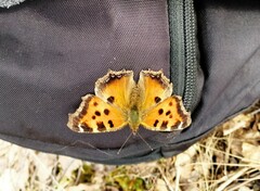 Nymphalis xanthomelas