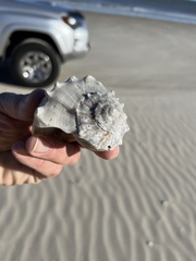 Sinistrofulgur pulleyi