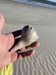 Sinistrofulgur pulleyi