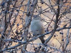 Carpodacus rubicilla