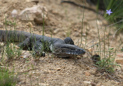 Varanus rosenbergi