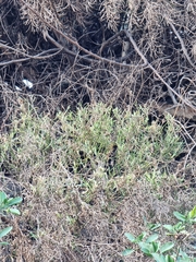 Sinapidendron angustifolium