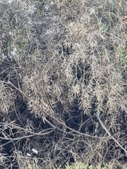 Sinapidendron angustifolium