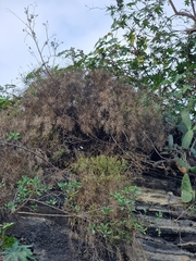 Sinapidendron angustifolium