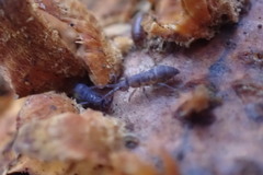 Tomocerinae