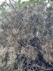 Sinapidendron angustifolium