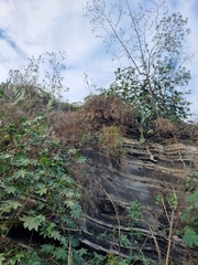 Sinapidendron angustifolium