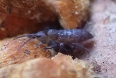 Tomocerinae