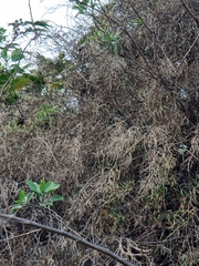 Sinapidendron angustifolium